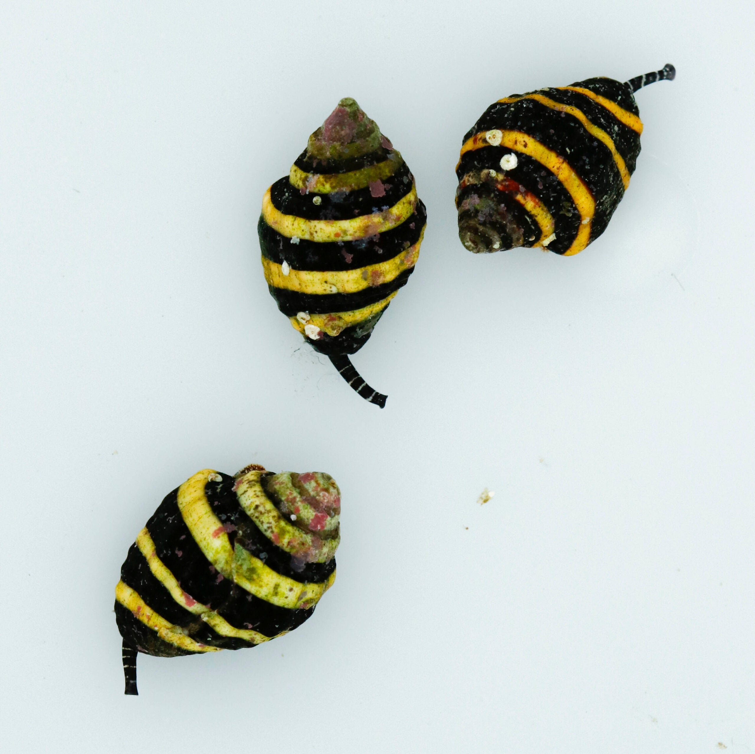 Engina Mendicaria