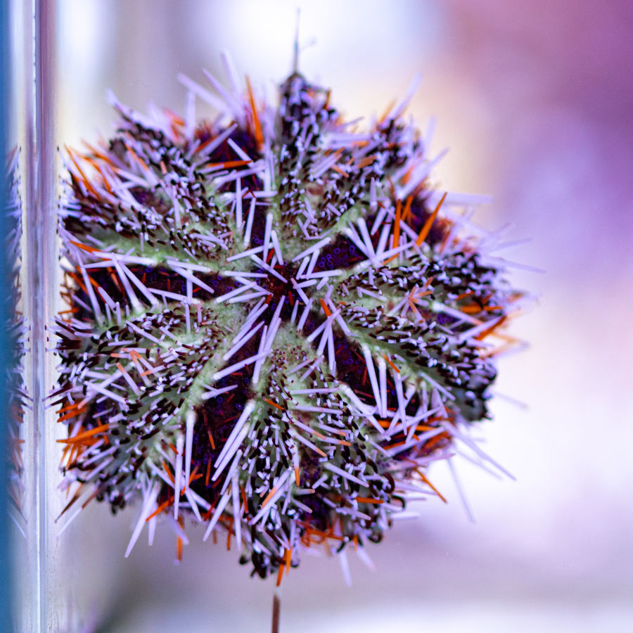 Tripnesteus Gratilla