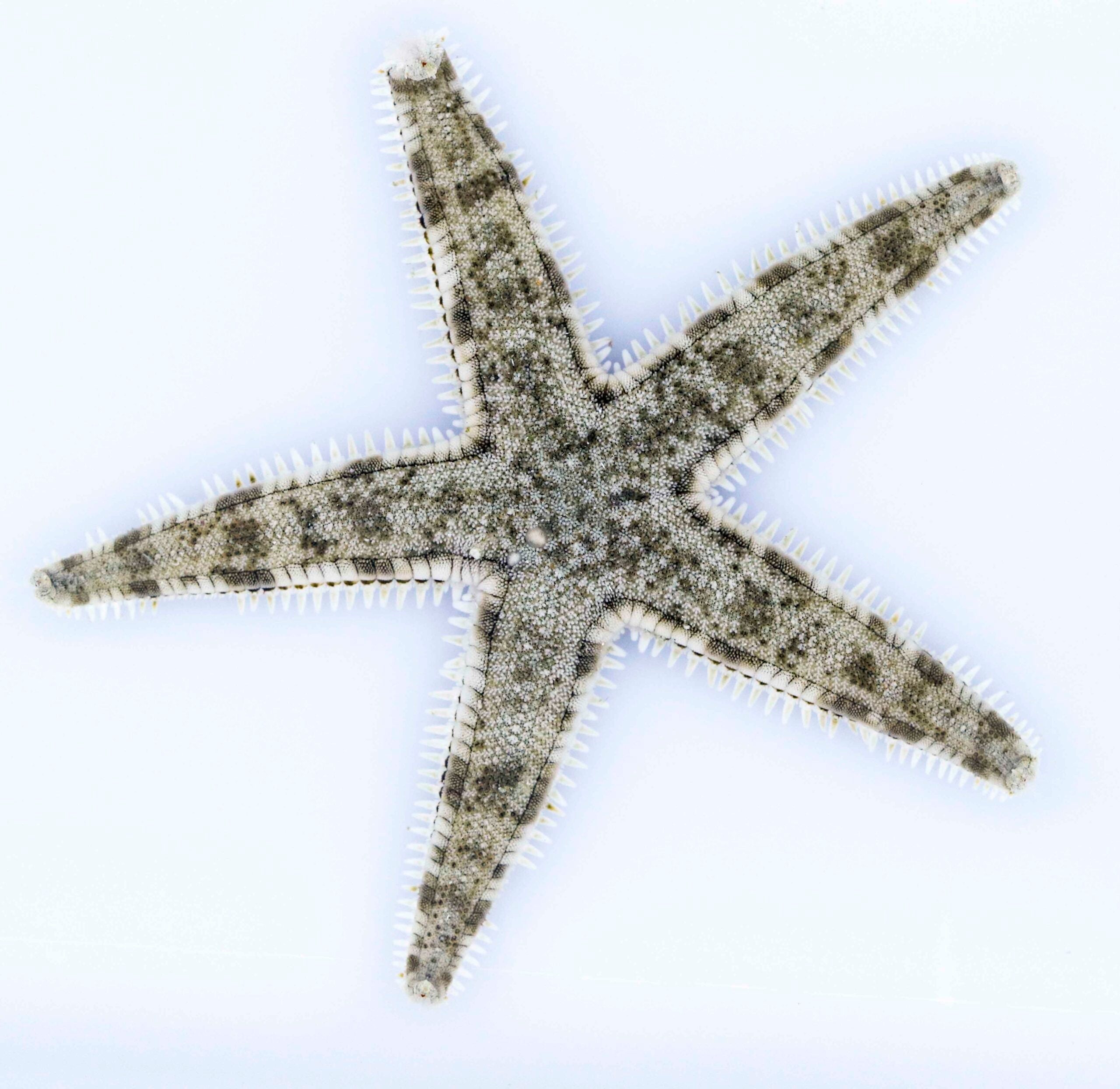 Archaster Typicus (Mediana)