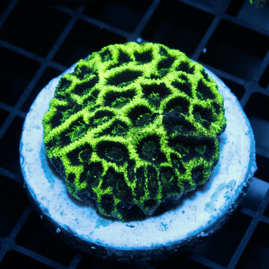 Favia Glowstick (Super Especial)