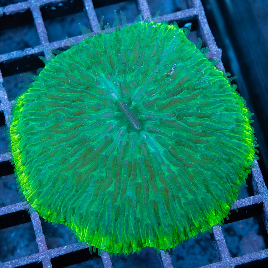 Fungia Ultra Borde Clarito