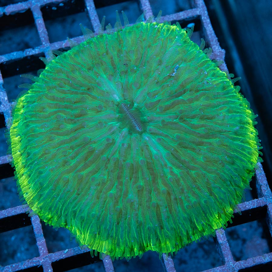 Fungia Ultra Borde Clarito