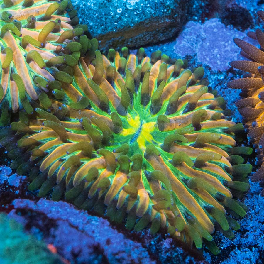 Fungia Fruity Pebels (Nacida en acuario)