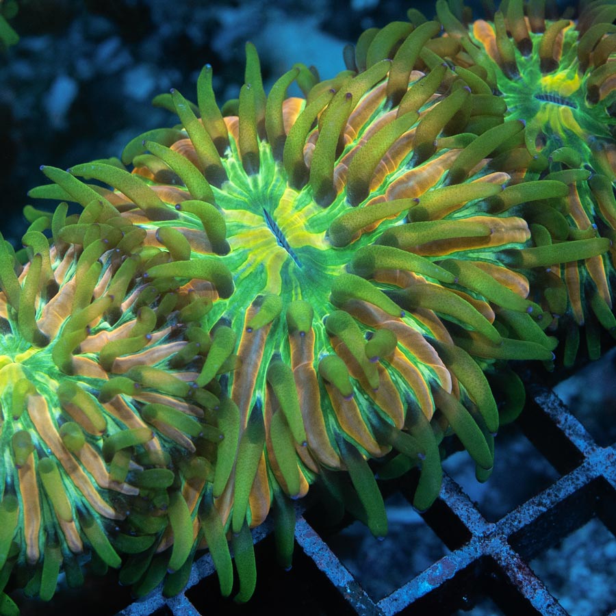 Fungia Fruity Pebels (Nacida en acuario)