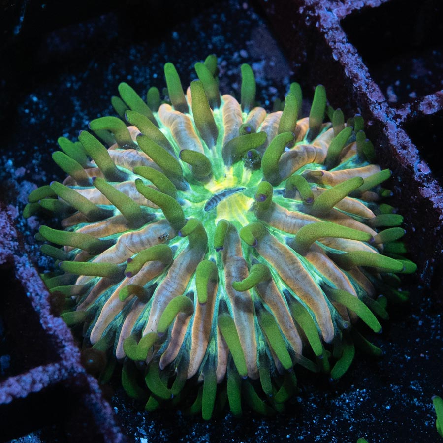 SBM Fungia Fruity Pebels (preciosa, muy resistente, poca luz)