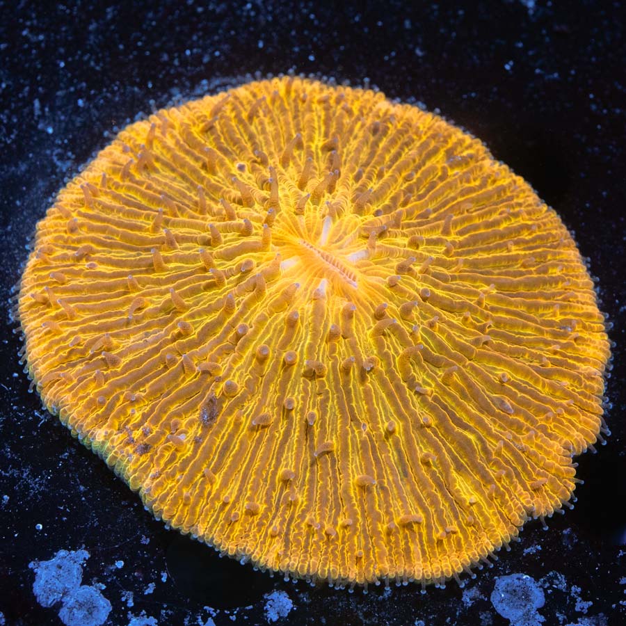 Fungia Citrine Vortex (Muy Naranja)