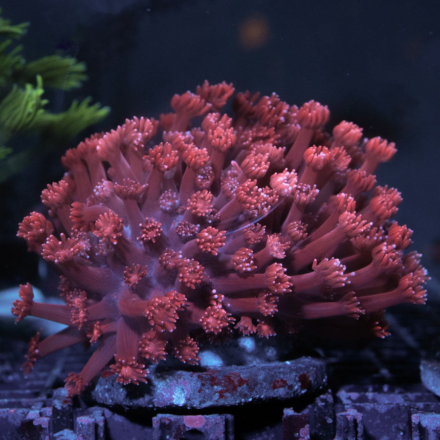 Goniopora Pink Ultra Gde 8 cm abierta