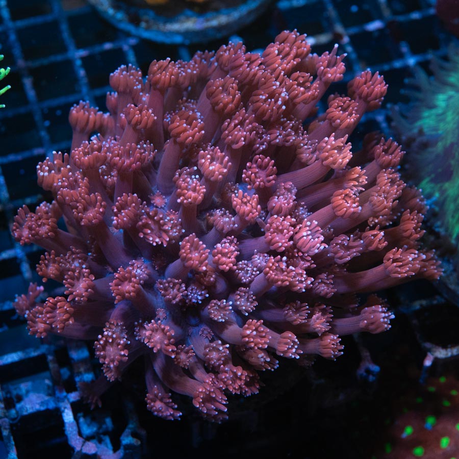 Goniopora Pink Ultra Gde 8 cm abierta