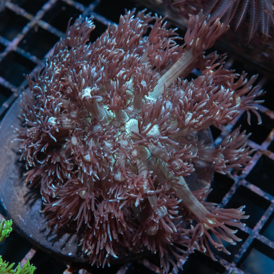 Goniopora Morada Ice Man 7 cm
