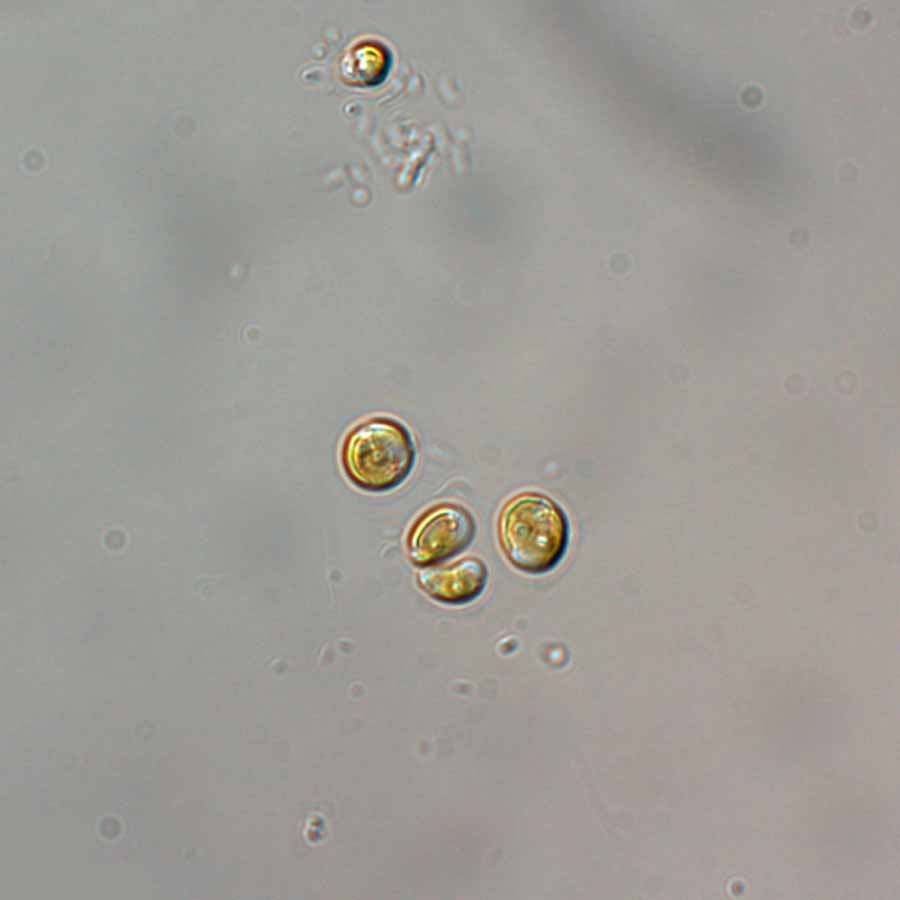 Phytoplancton Vivo Premium, Submersa