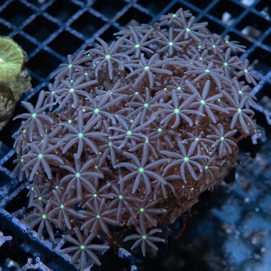 Knopia XXL(nuevo en cultivo) (preciosa) 9 cm