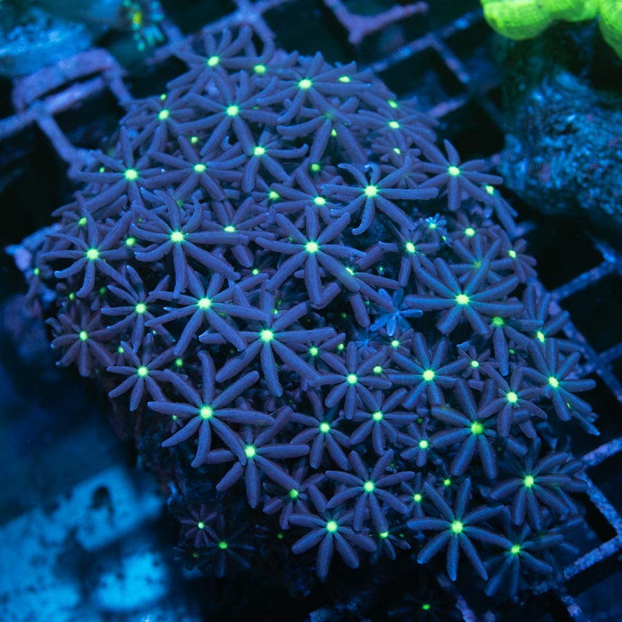 SBM Knopia Papaya 6 cm