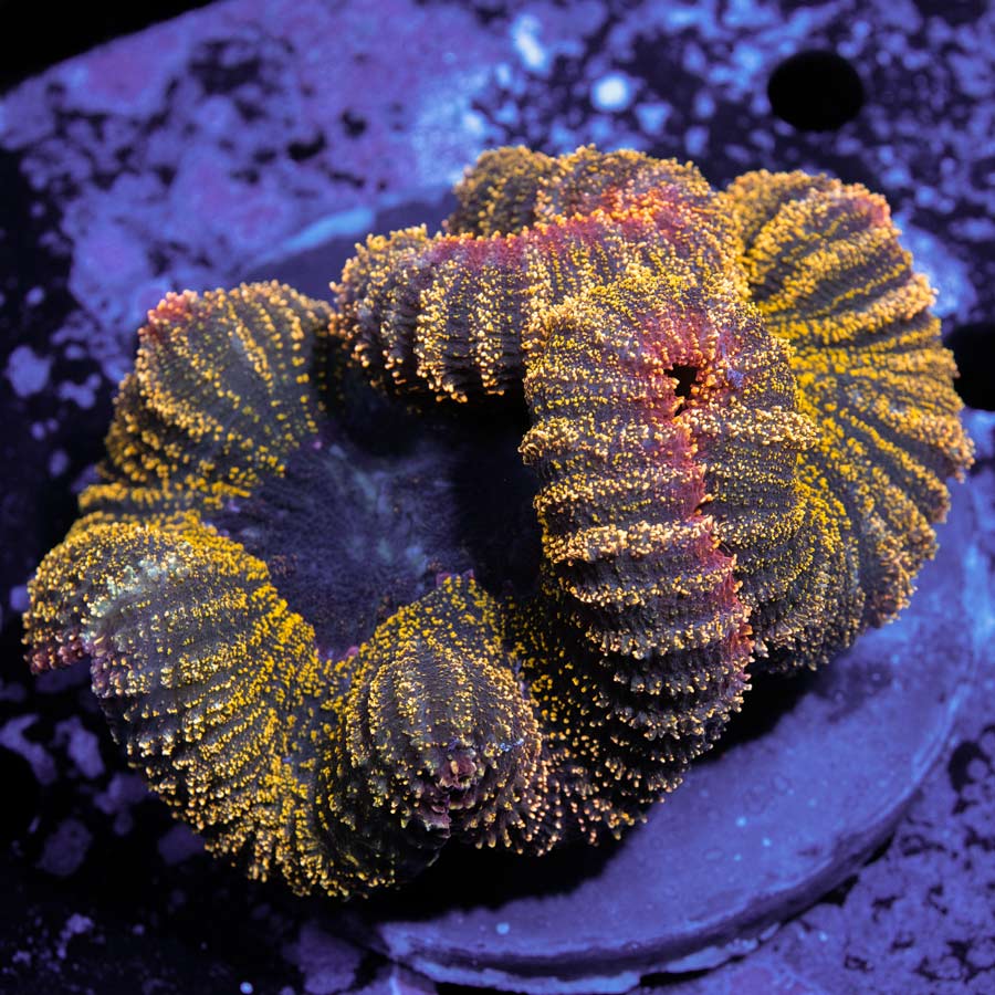Lobophyllia Champagne Magma 9 cm (espectacular)
