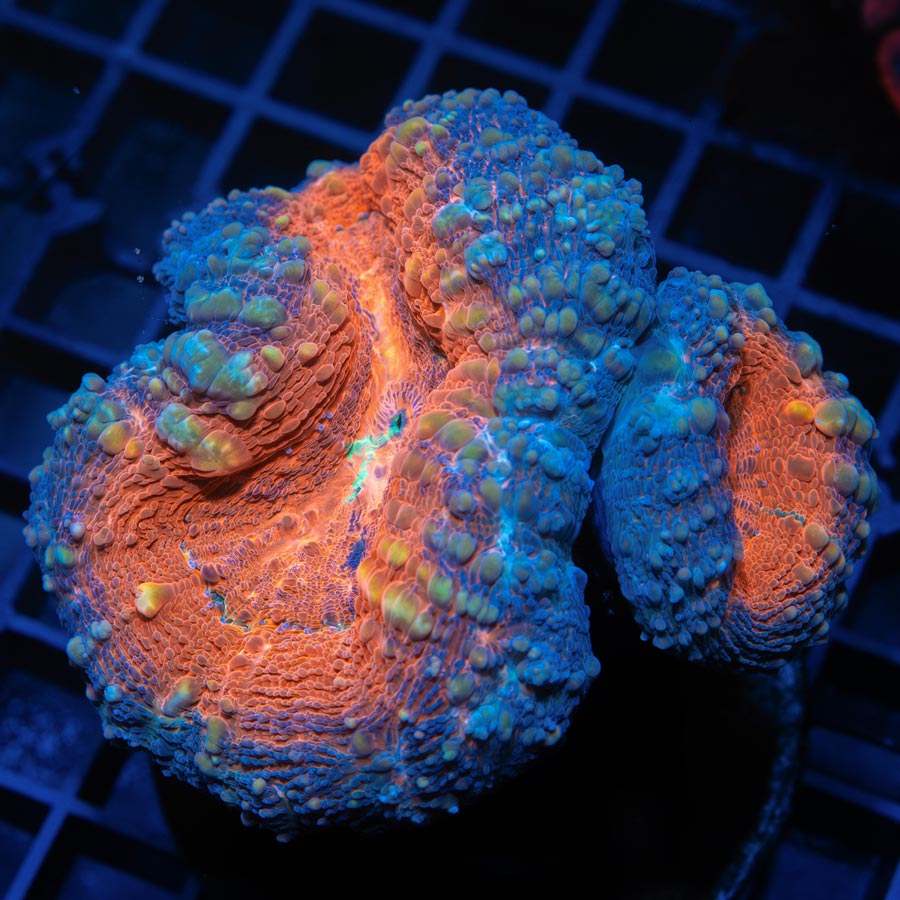Lobophyllia Magma Fracture (2 Pól.)