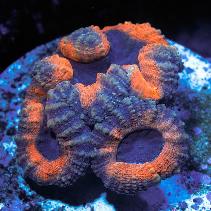 Lobophyllia Orange Mandarin 3 pol.