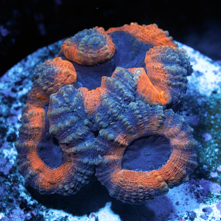 Lobophyllia Orange Mandarin 3 pol.