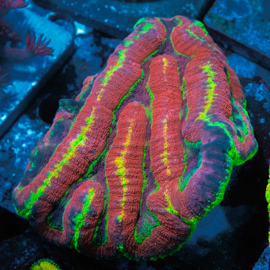 WWC Symphyllia Soul Harvester