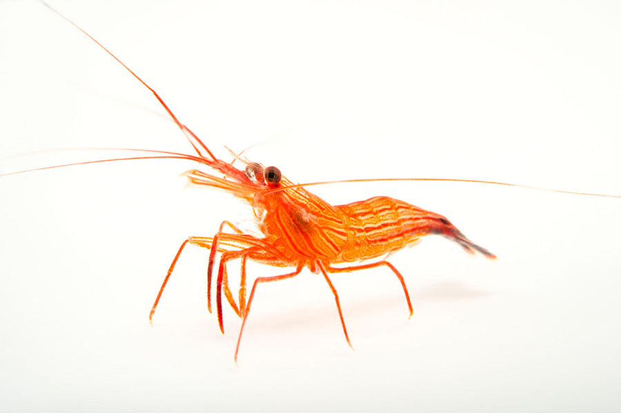 Lysmata Wundermanni (ORIGINAL, no Seticaudata)