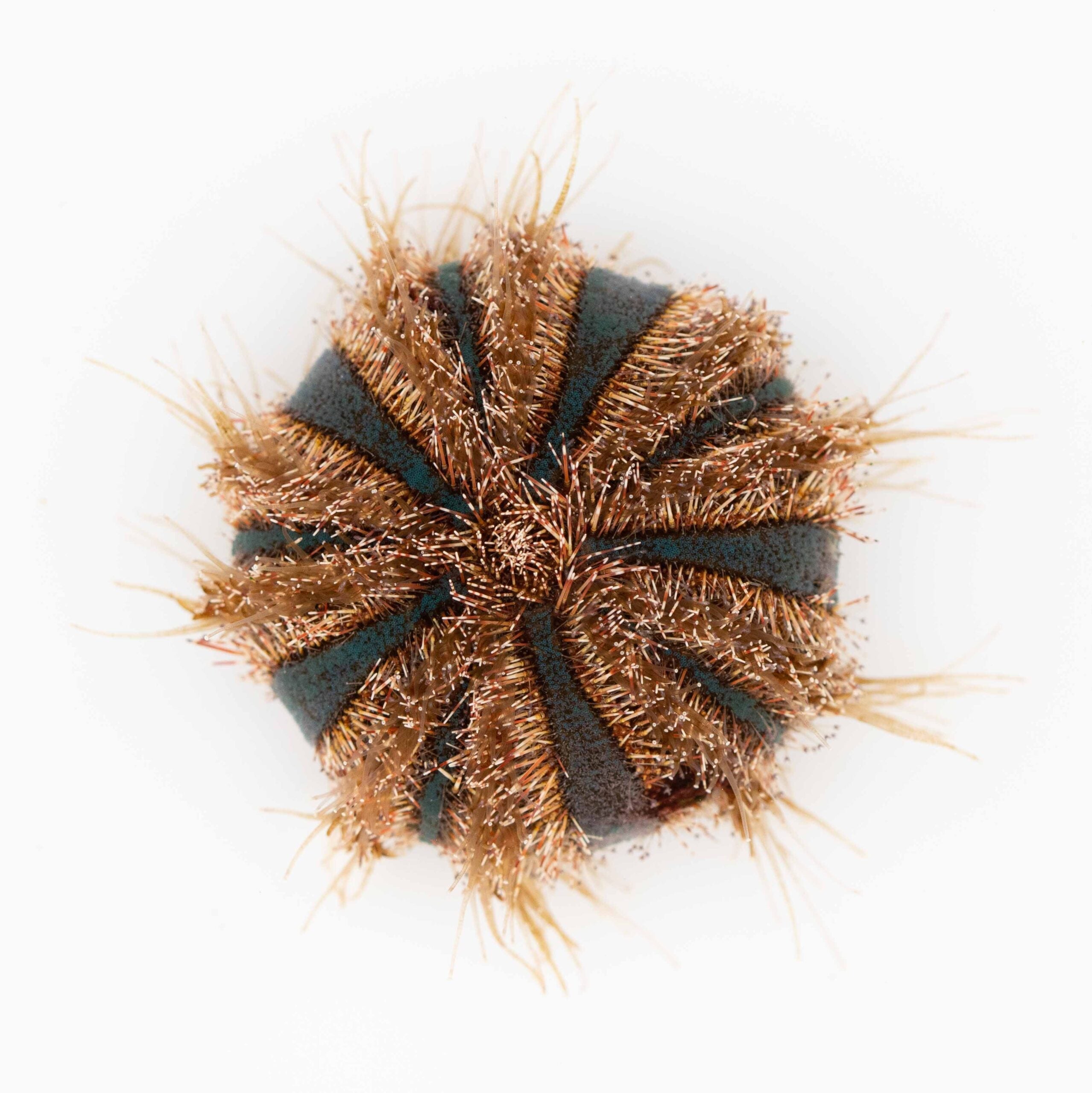 Mespilia Globulus MD