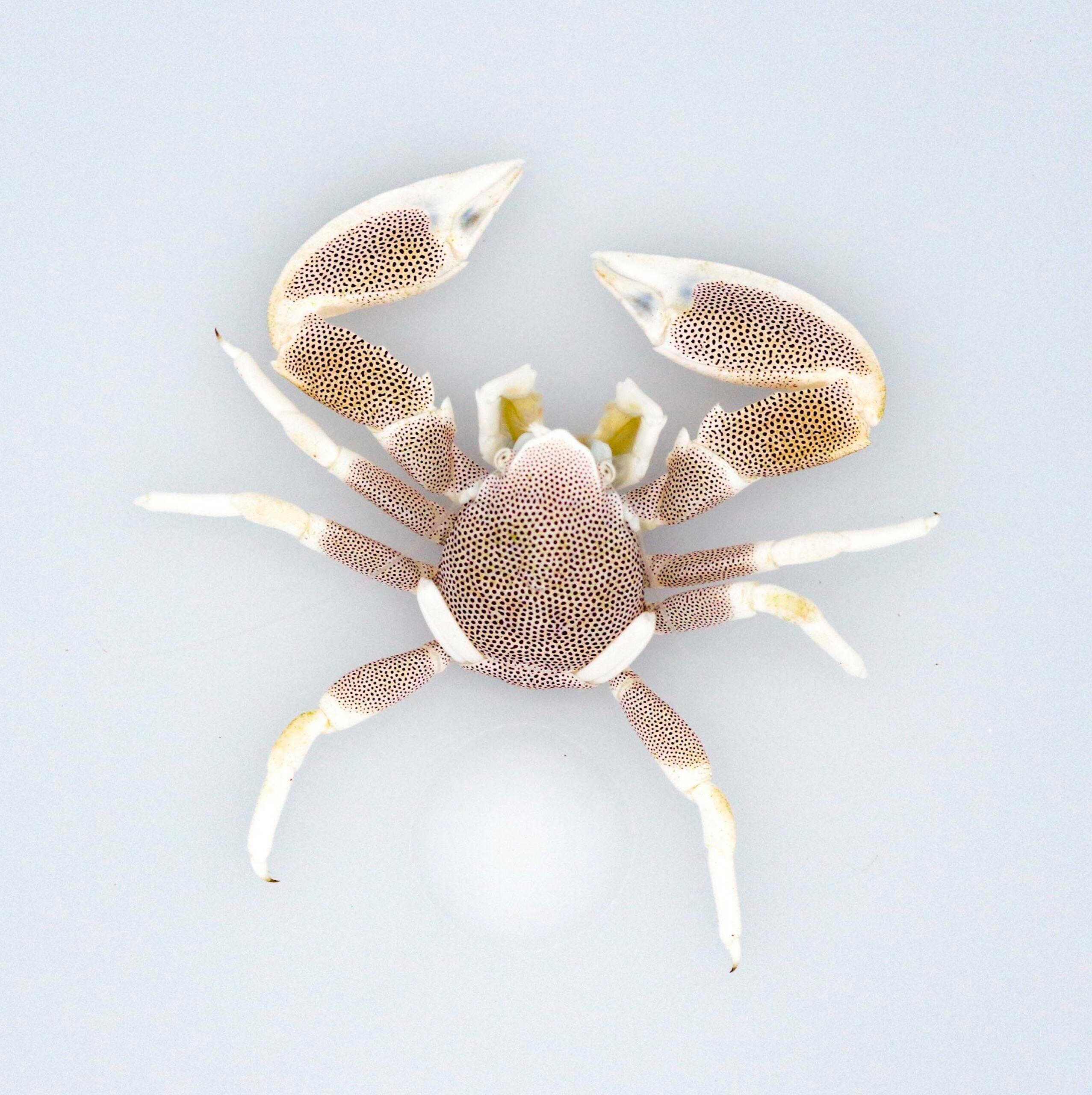 Neopetrolisthes Maculatus