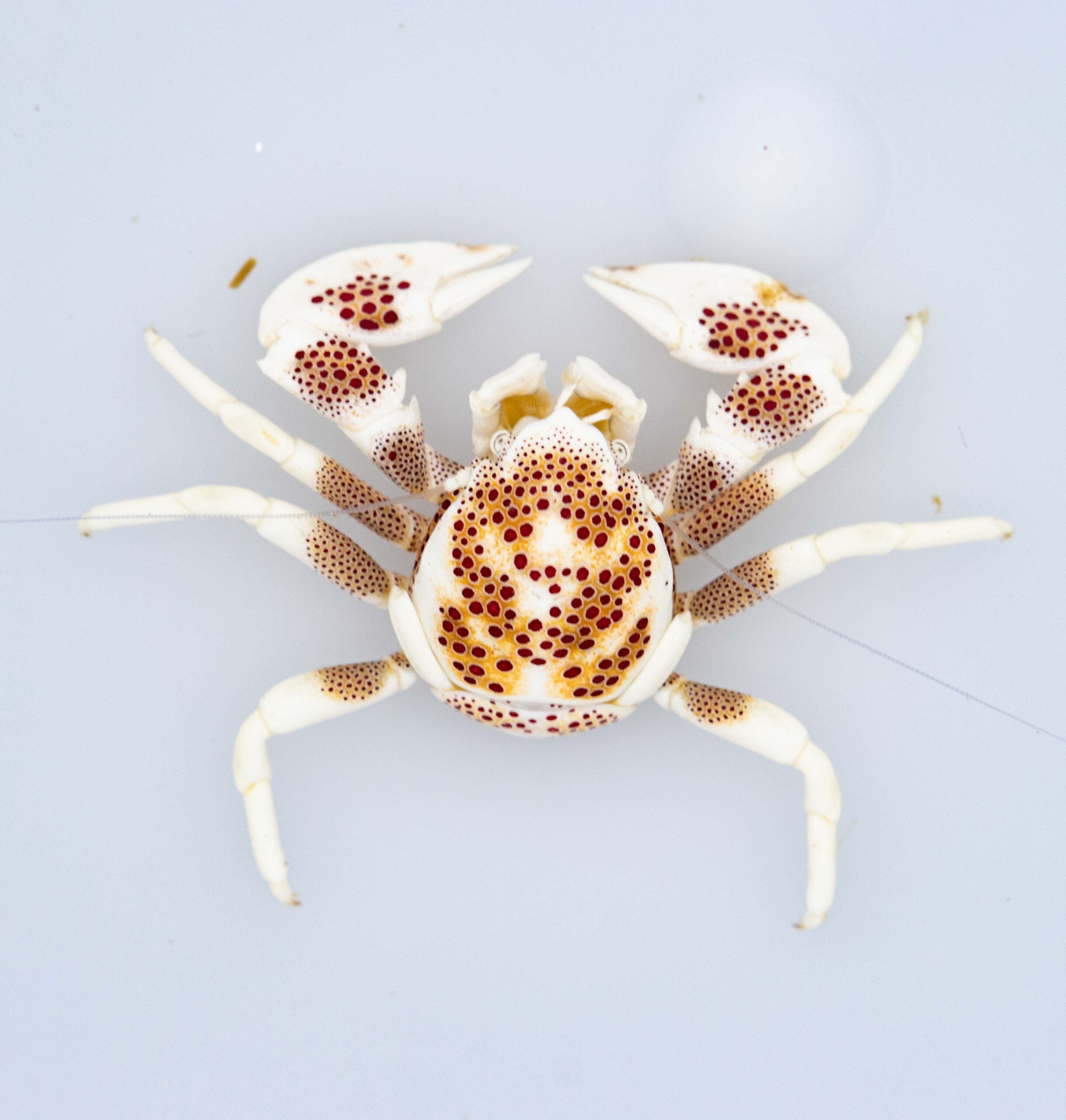 Neopetrolisthes Ohshimai