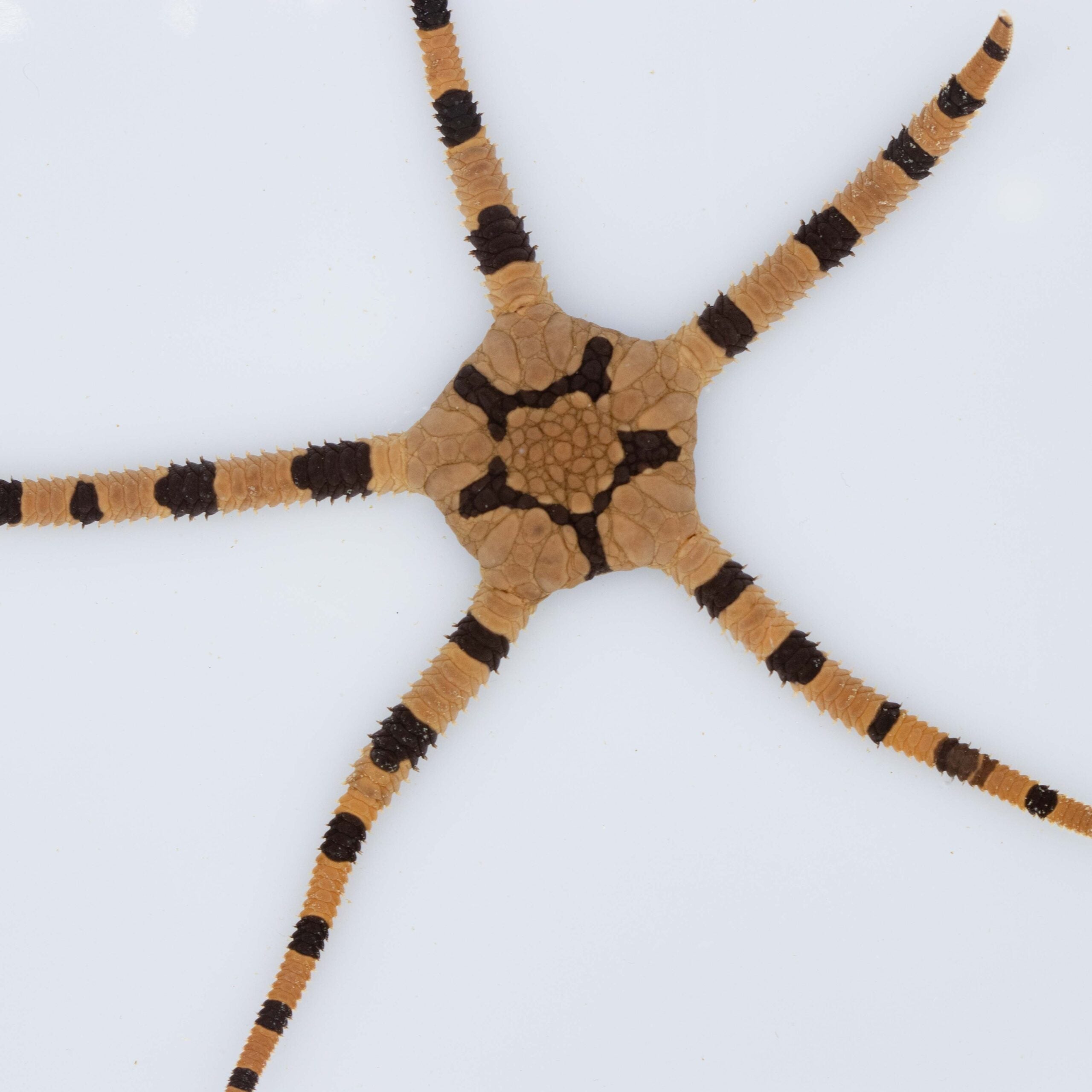 Ophiolepis Superba Zebra