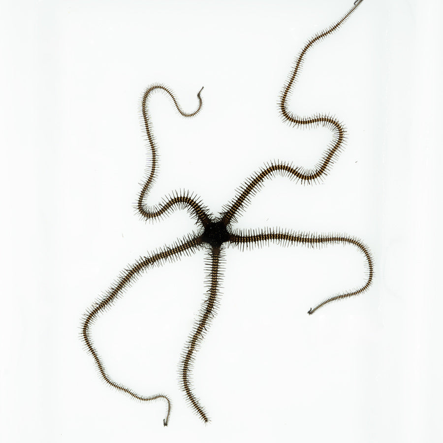 Ophiura Spp. (Color negro)