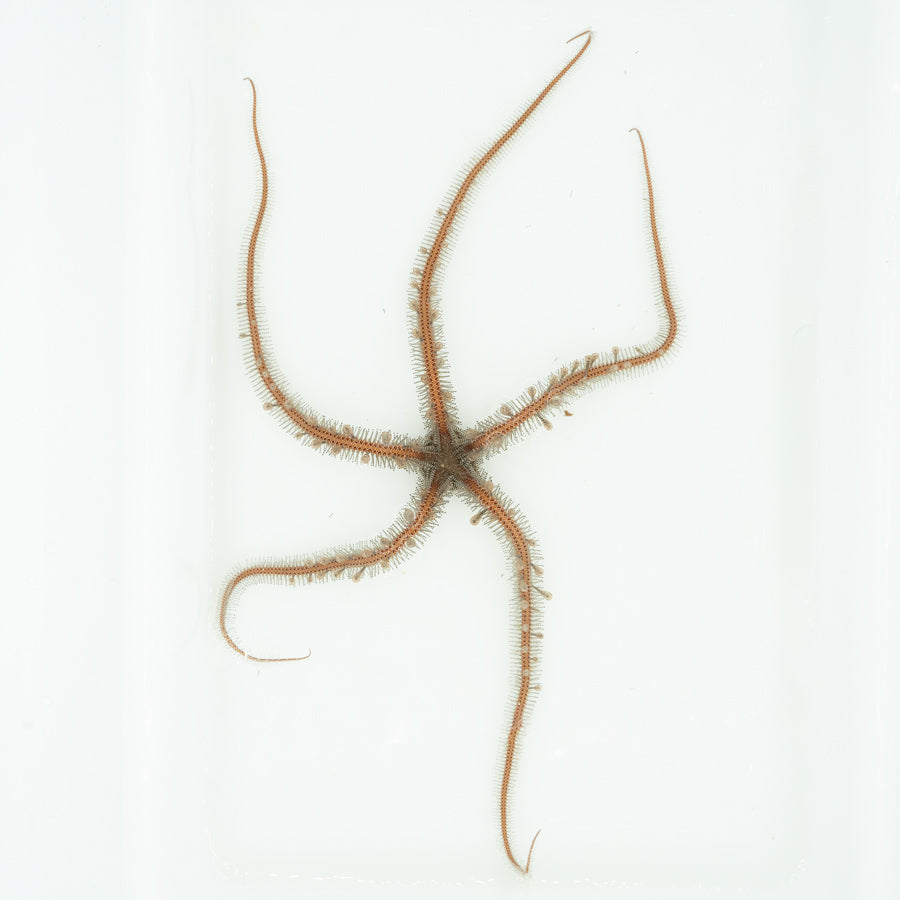 Ophiomastix Annulosa (Rosa)