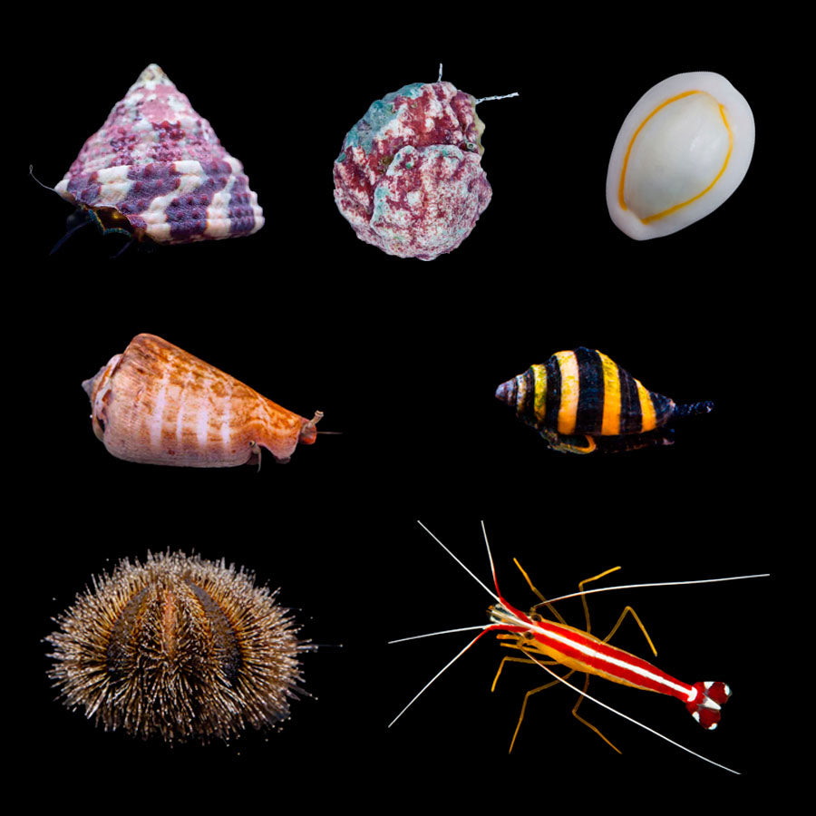 Pack Invertebrados "Método SBM" - 100 litros