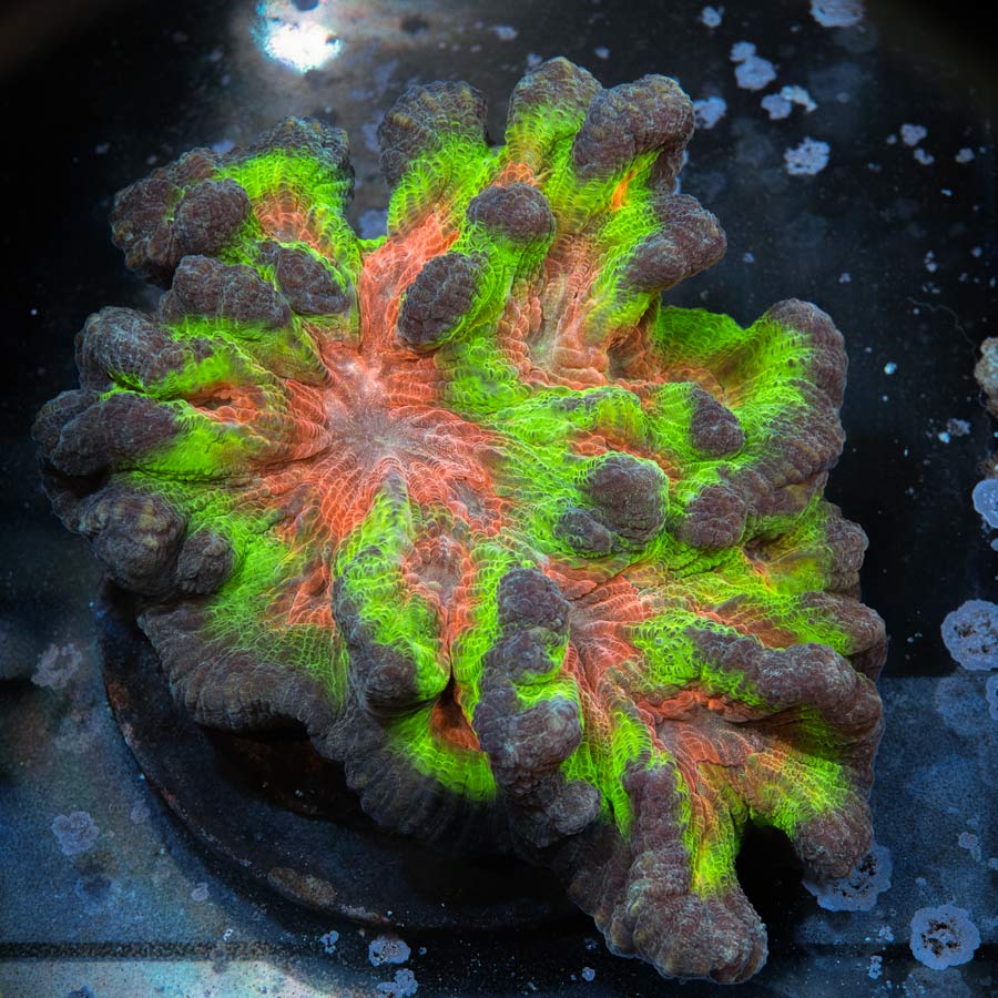 Pectinia Rainbow Mastergrade (ejemplar reproductor) 12 cm