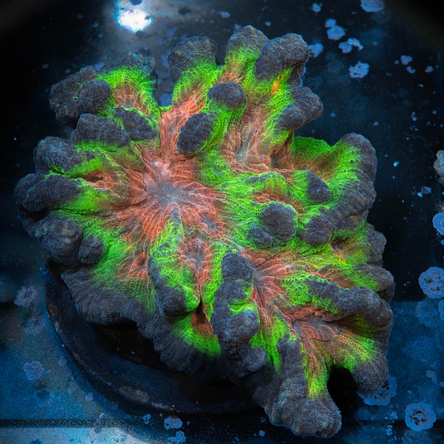 Pectinia Rainbow Mastergrade (ejemplar reproductor) 12 cm