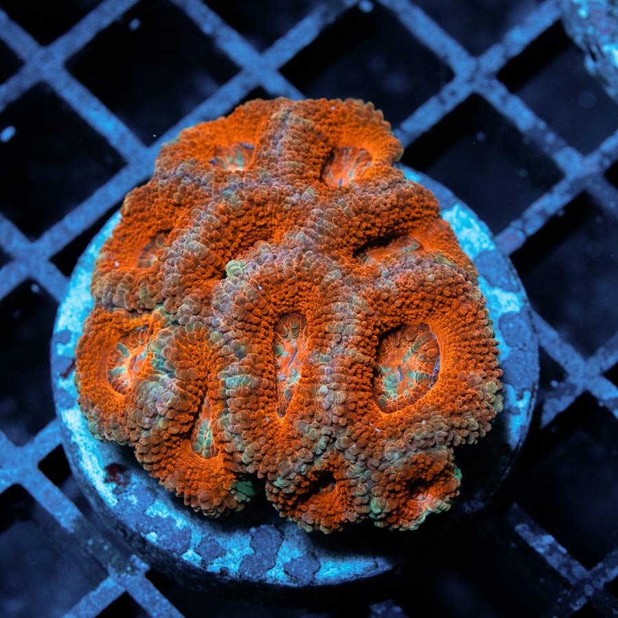 SBM Acanthastrea Ultra 12 pol