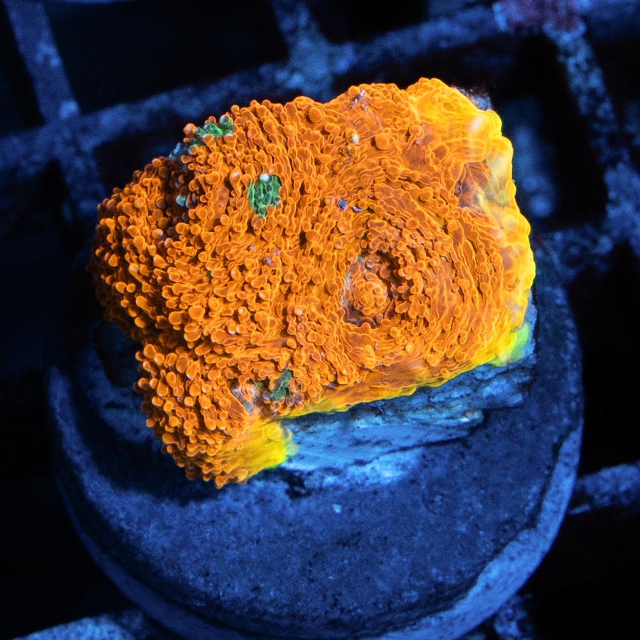 SBM Acanthastre echinata 24 K (color increible)