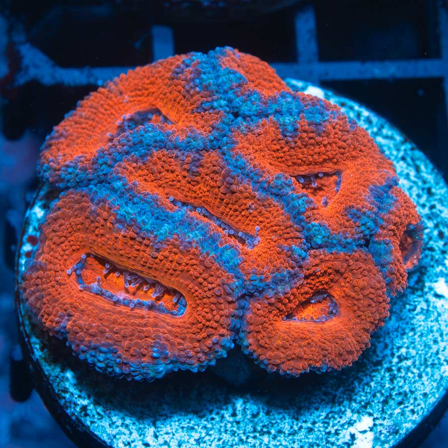 SBM Acanthastrea Lordwensis