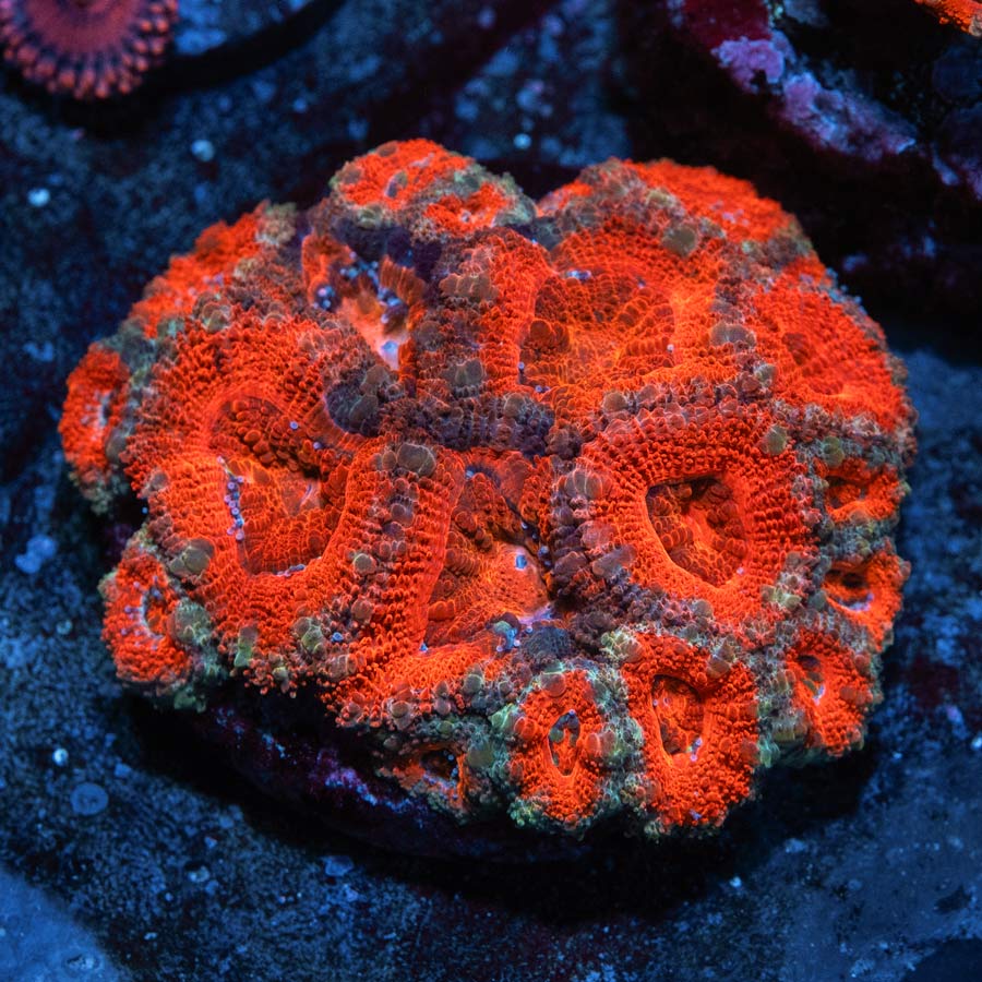 SBM Acanthastrea Blood
