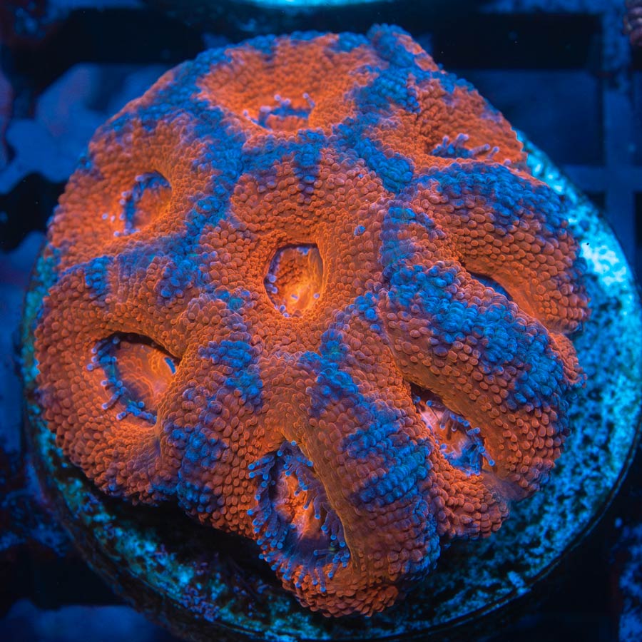 SBM Acanthastrea Lordwensis