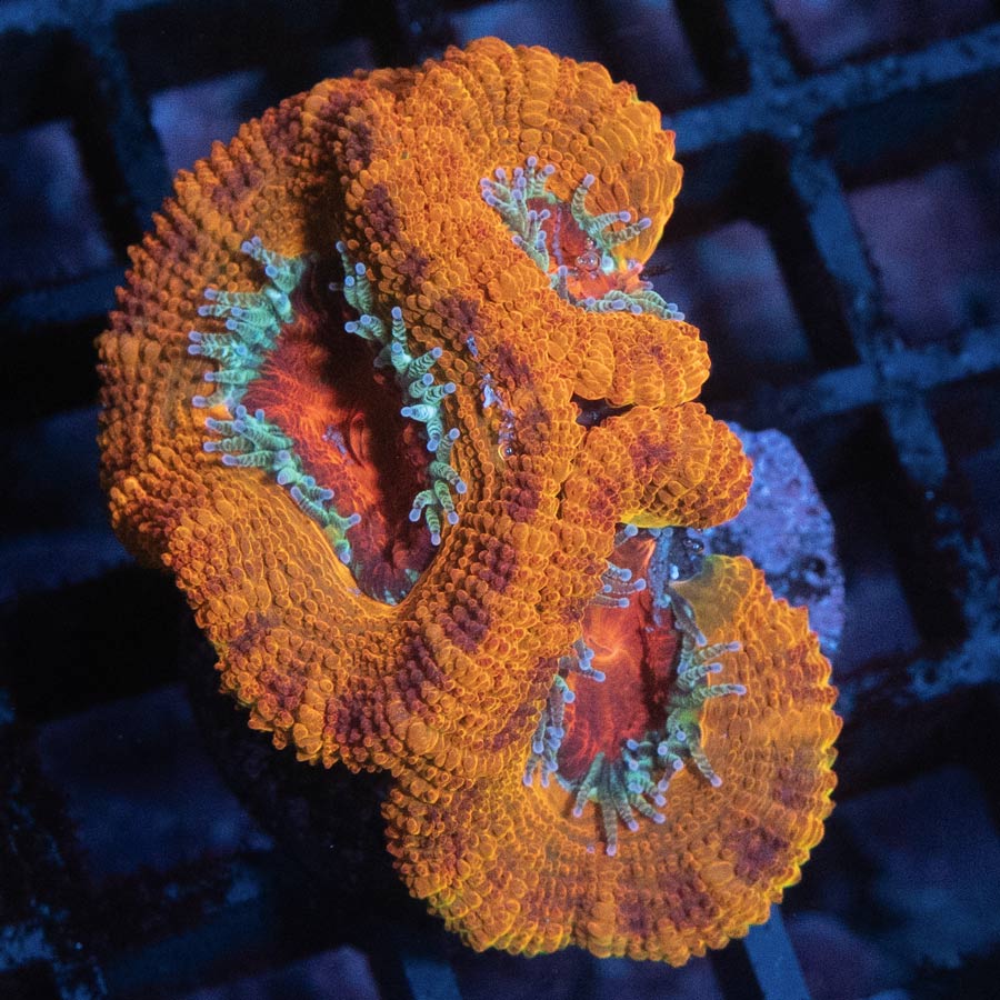 SBM Acanthastrea Iron Man