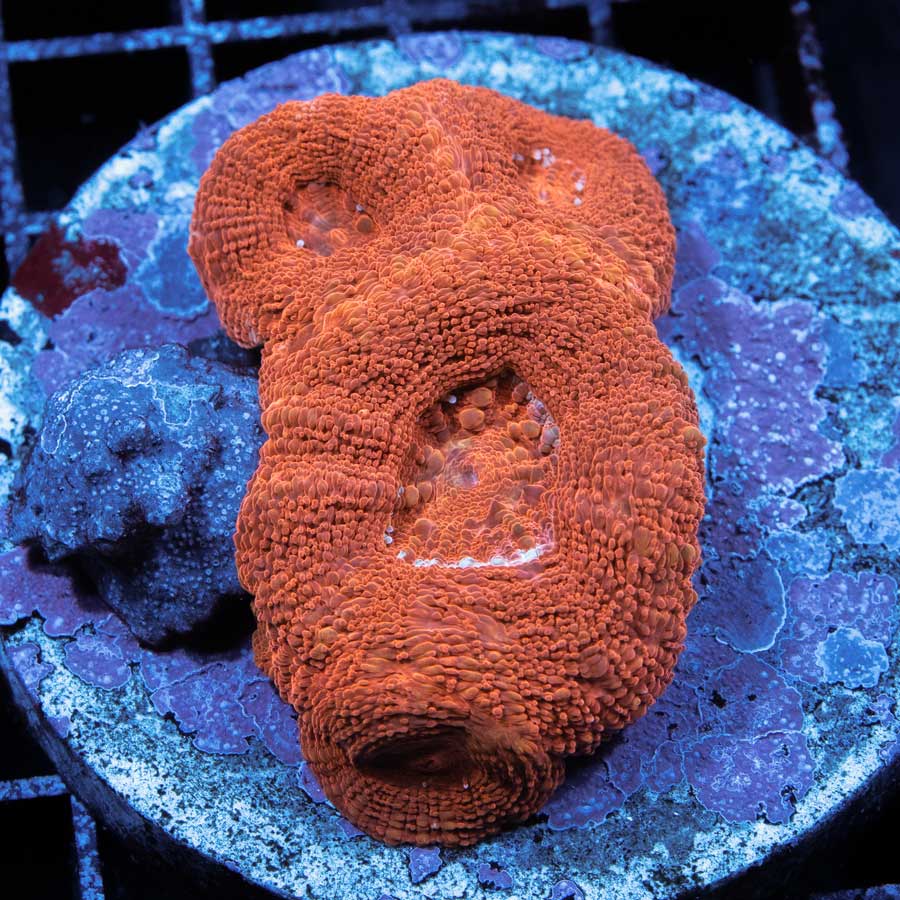 SBM Acanthastrea Bowerbanki Red Ultra