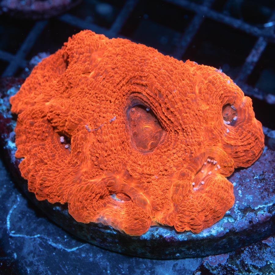 SBM Acanthastrea Bowerbanki