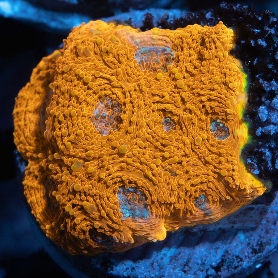 SBM Acanthastrea Echinata 24K