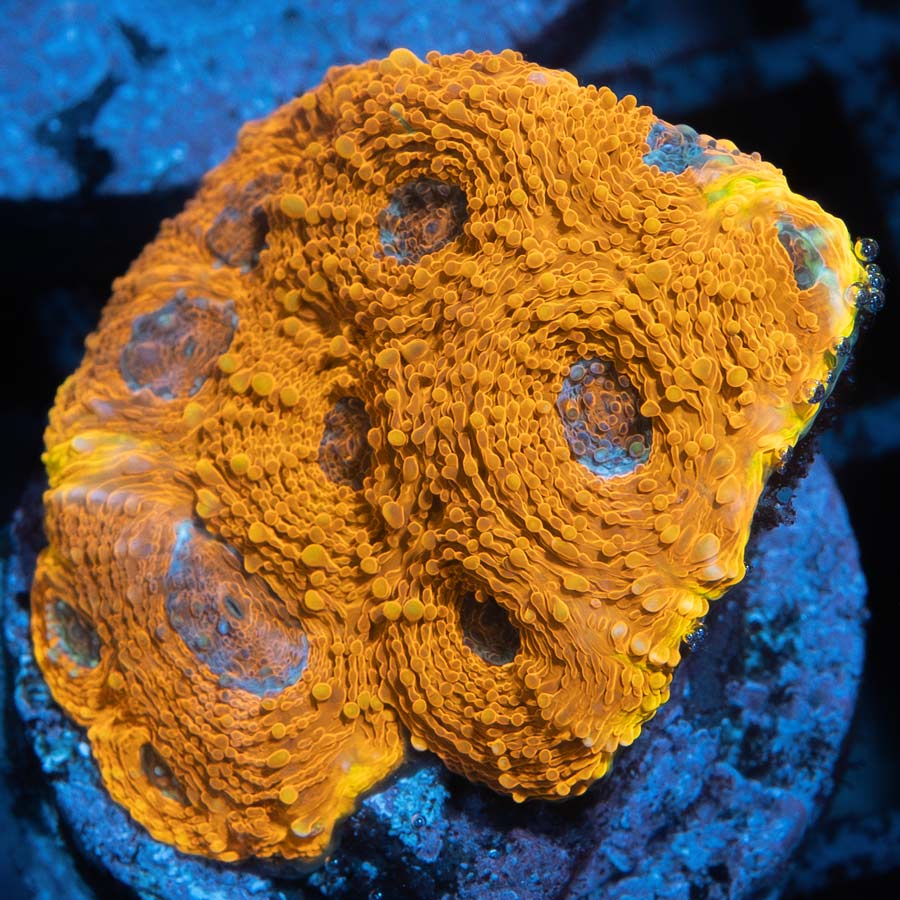 SBM Acanthastrea Echinata 24K