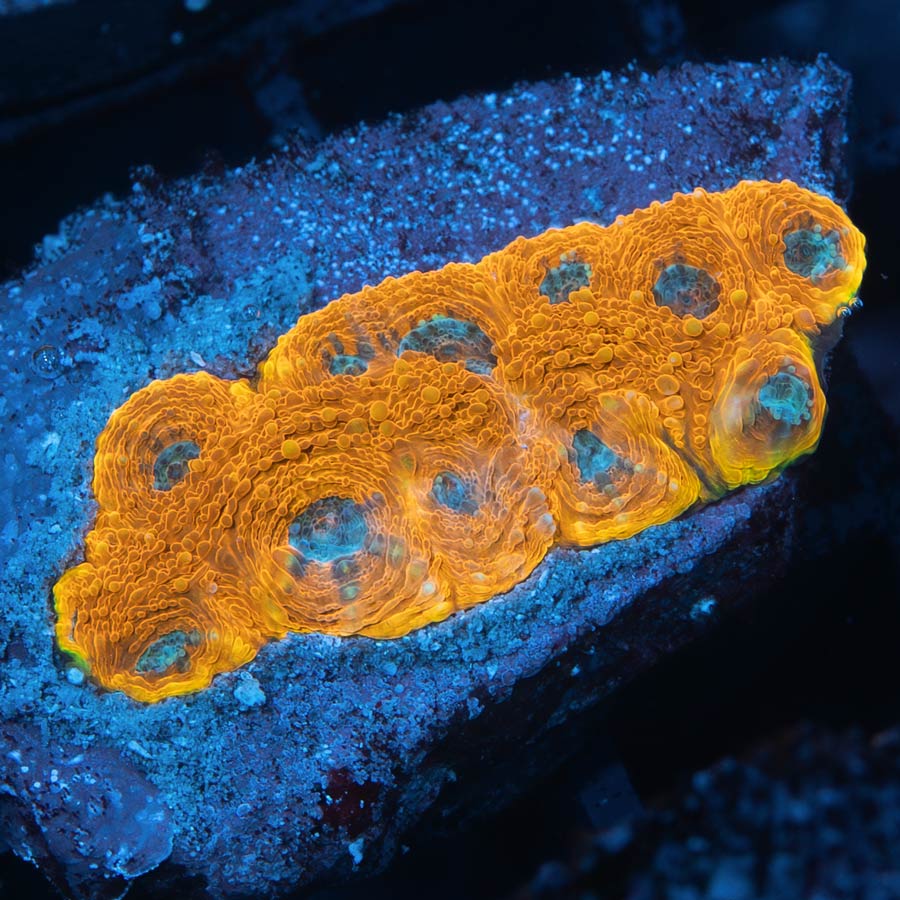 SBM Acanthastrea Echinata 24K