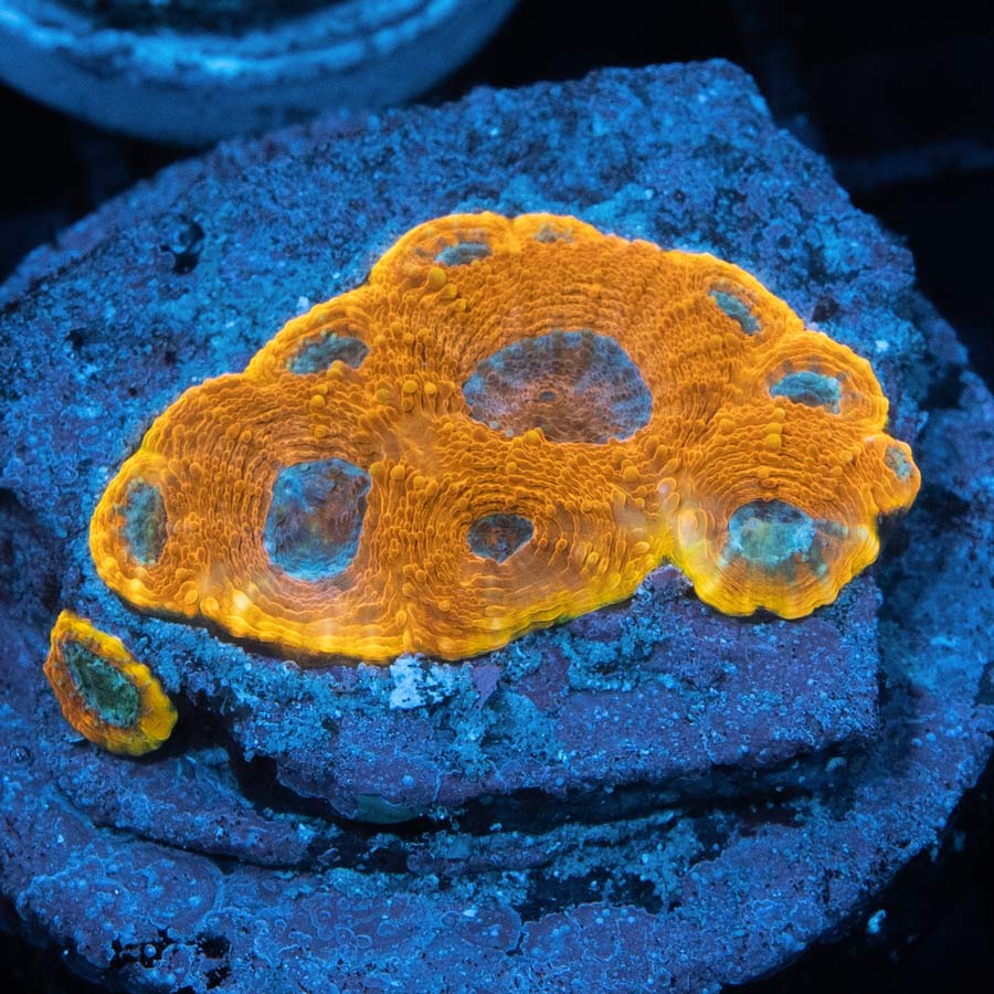 SBM Acanthastrea Echinata 24K