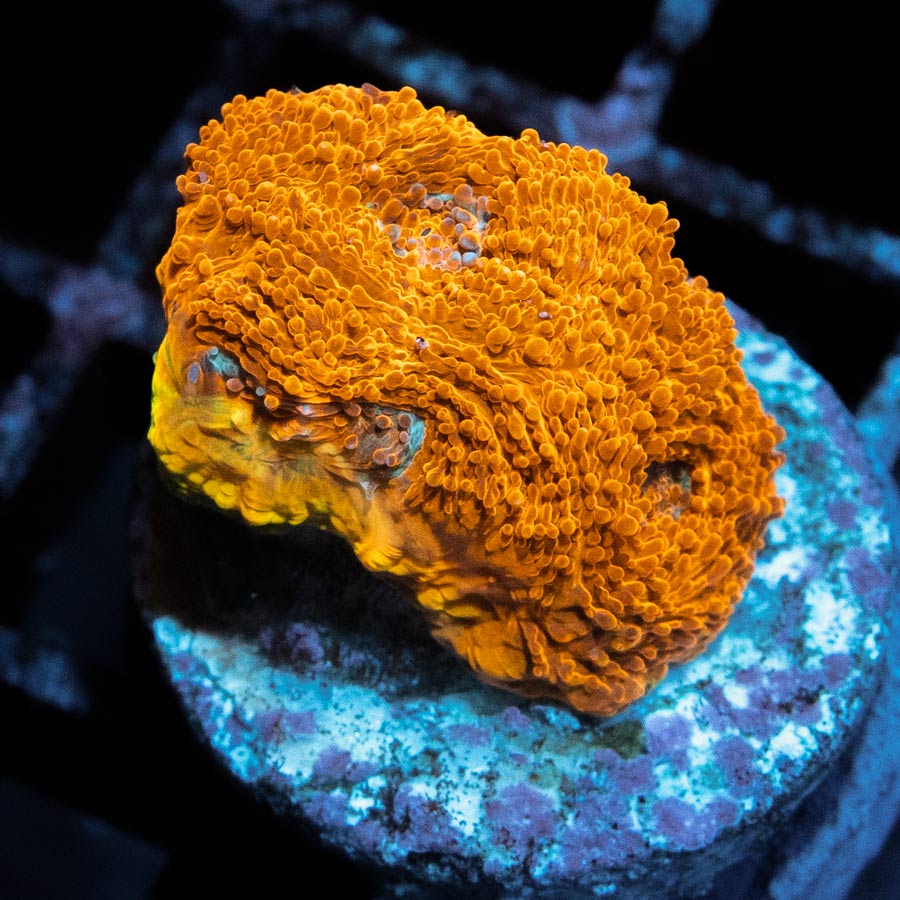 SBM Acanthastrea Echinata 24K