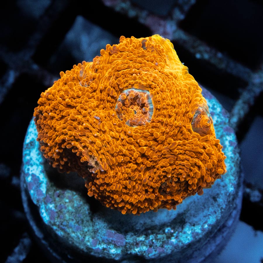 SBM Acanthastrea Echinata 24K