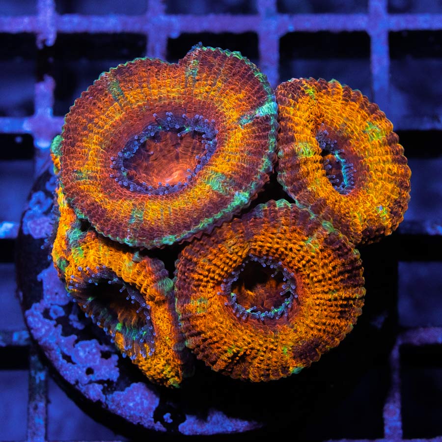 SBM Acanthastrea Iron Man 7 pol