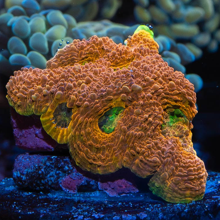 SBM Acanthastrea Echinata "Mango Tango" WCC