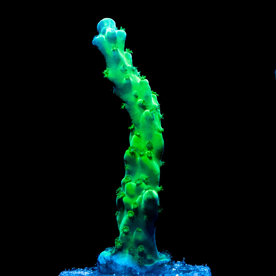SBM Acropora Premium