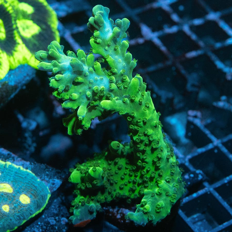 SBM Acropora Verde (crece en forma de plato)