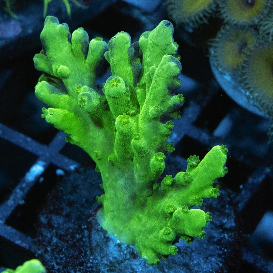 SBM Acropora Verde(crece en forma de plato)